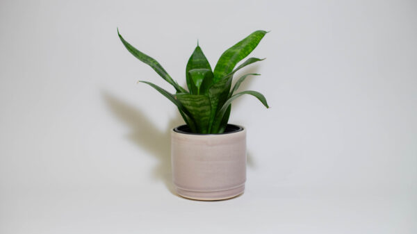 Blush Small Plant Pot