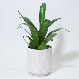 Raked White Sand Plant Pot