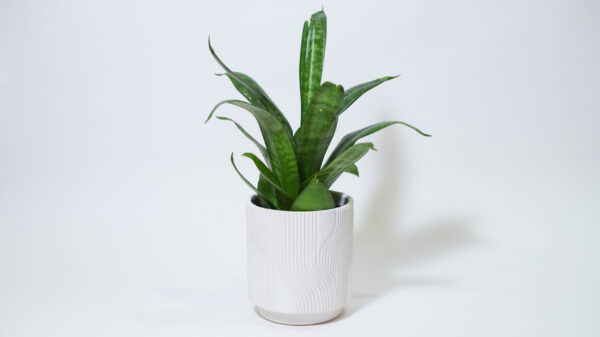 Raked White Sand Plant Pot