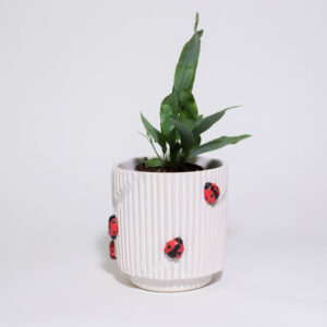 Lady Bugs Mini Plant Pot - Image 2