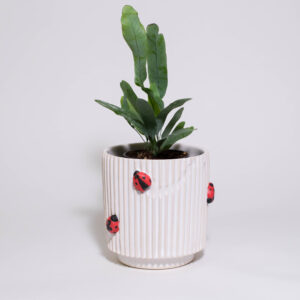Lady Bugs Mini Plant Pot - Image 1