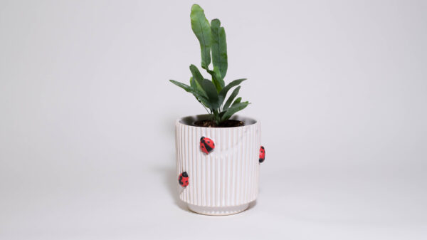 Lady Bugs Mini Plant Pot