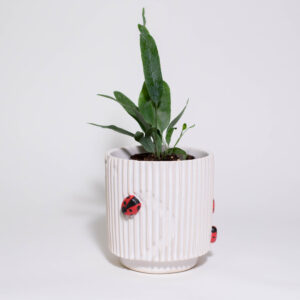 Lady Bugs Mini Plant Pot - Image 3
