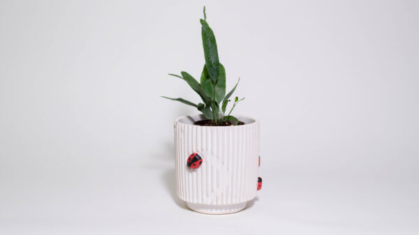 Lady Bugs Mini Plant Pot