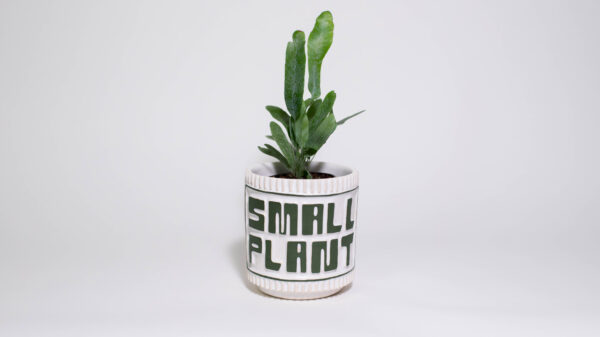 "SMALL PLANT" Mini Plant Pot