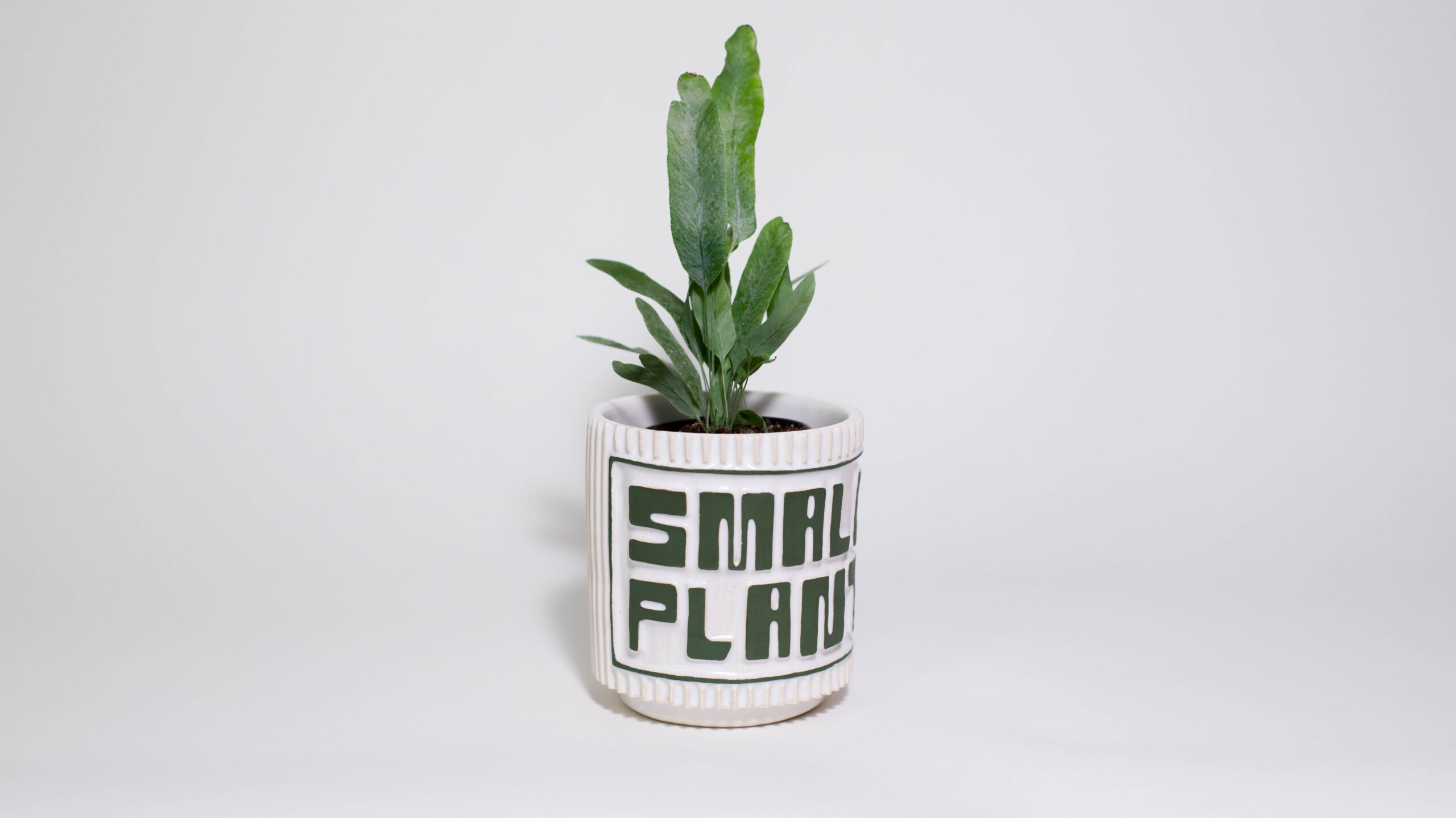 "SMALL PLANT" Mini Plant Pot - Image 3
