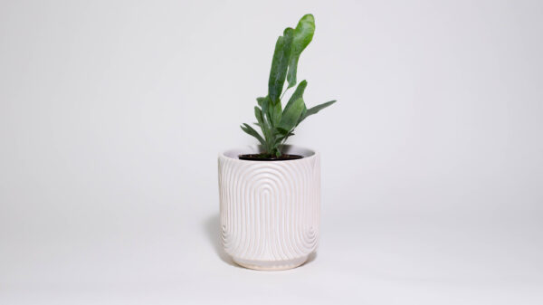 Zen Garden Mini Plant Pot (Pattern Two)