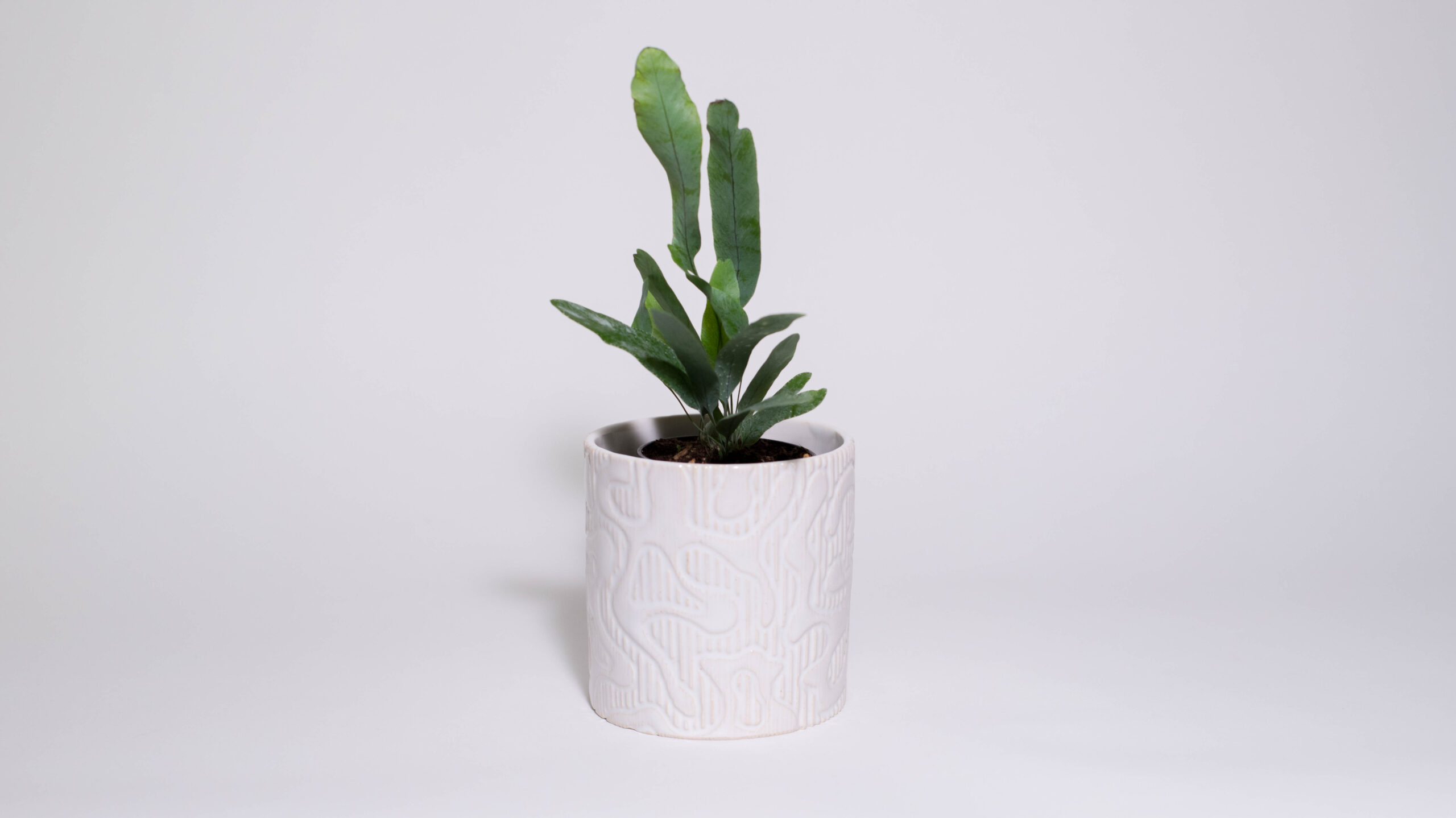 Organic Shapes Mini Plant Pot (No Drainage Dish) - Image 1